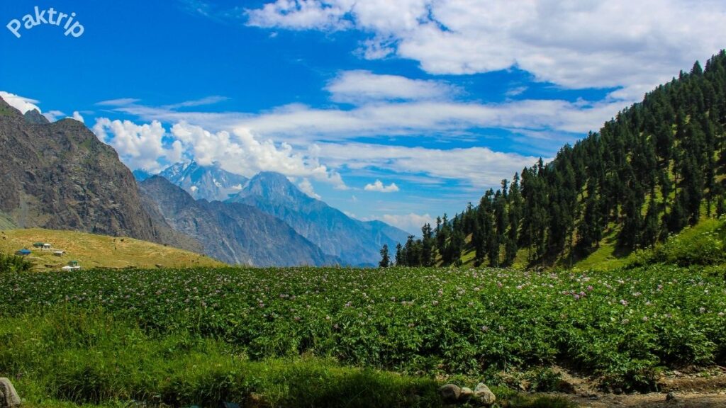 Naltar Valley